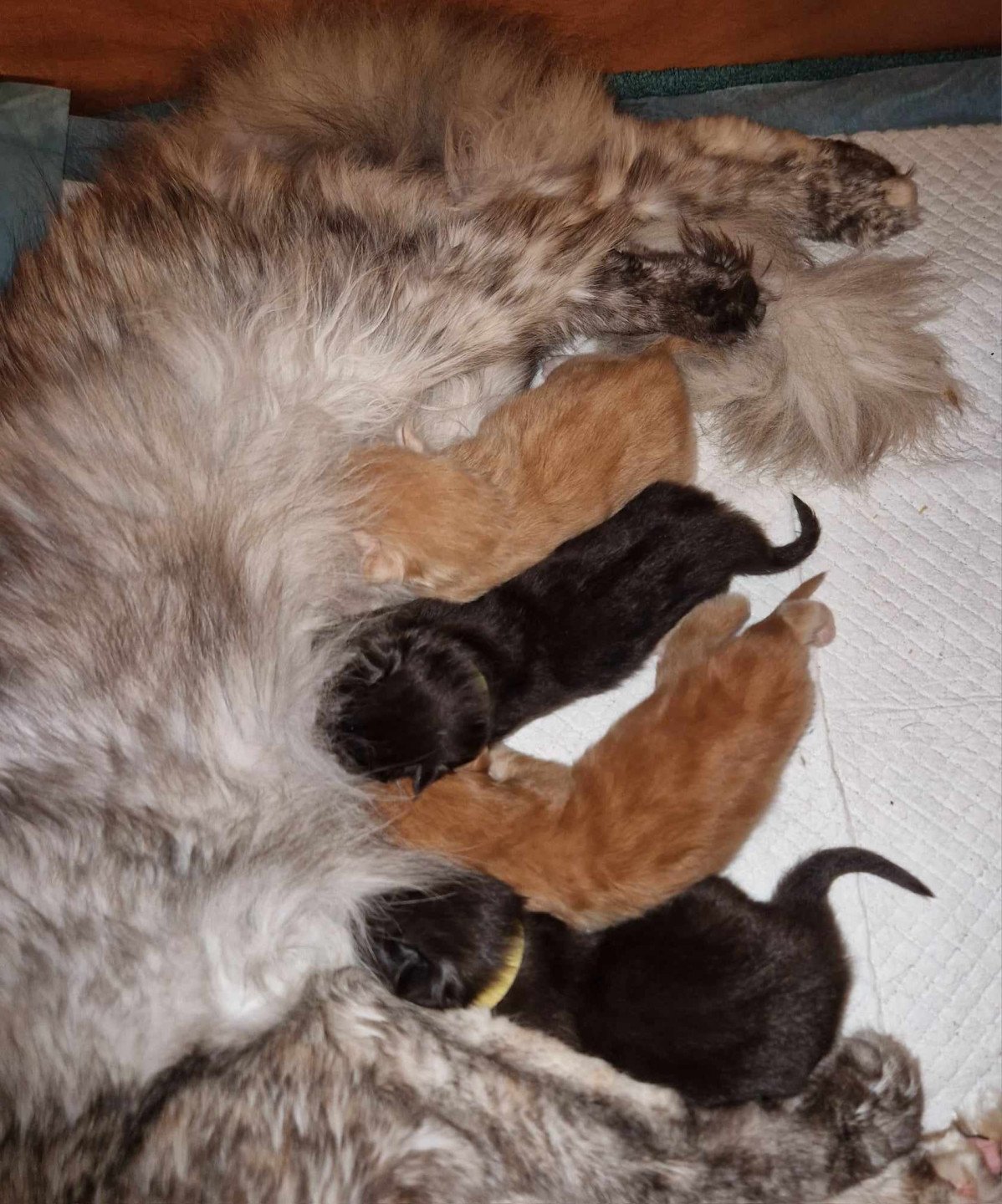 chaton Maine coon red tabby Chatterie Kitten's Palace Elevage de Maine Coon