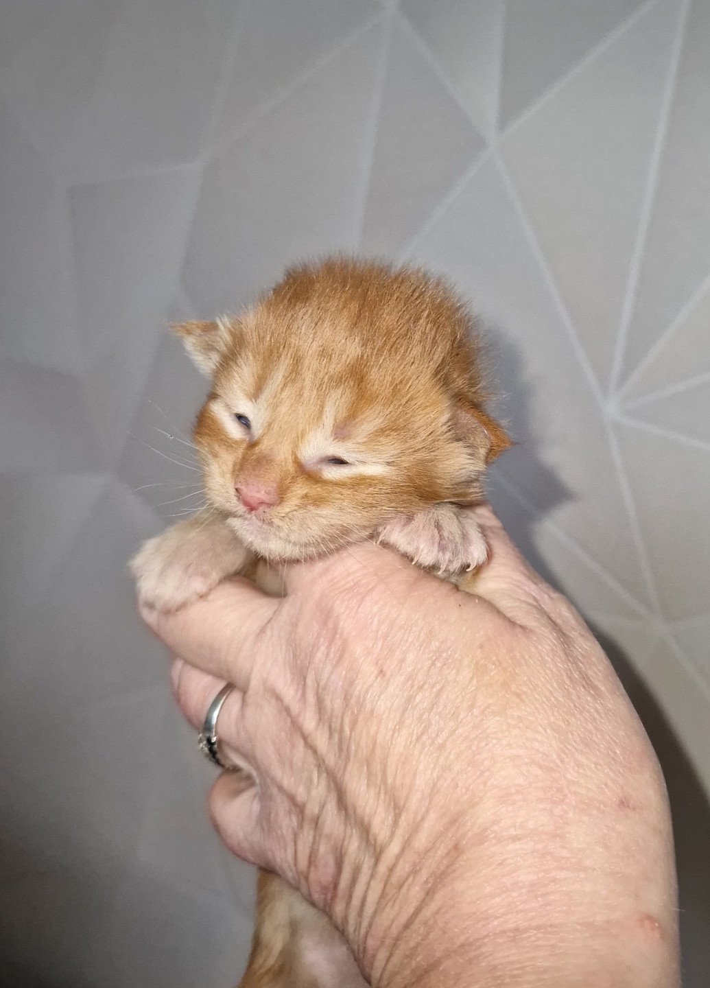chaton Maine coon red tabby Chatterie Kitten's Palace Elevage de Maine Coon