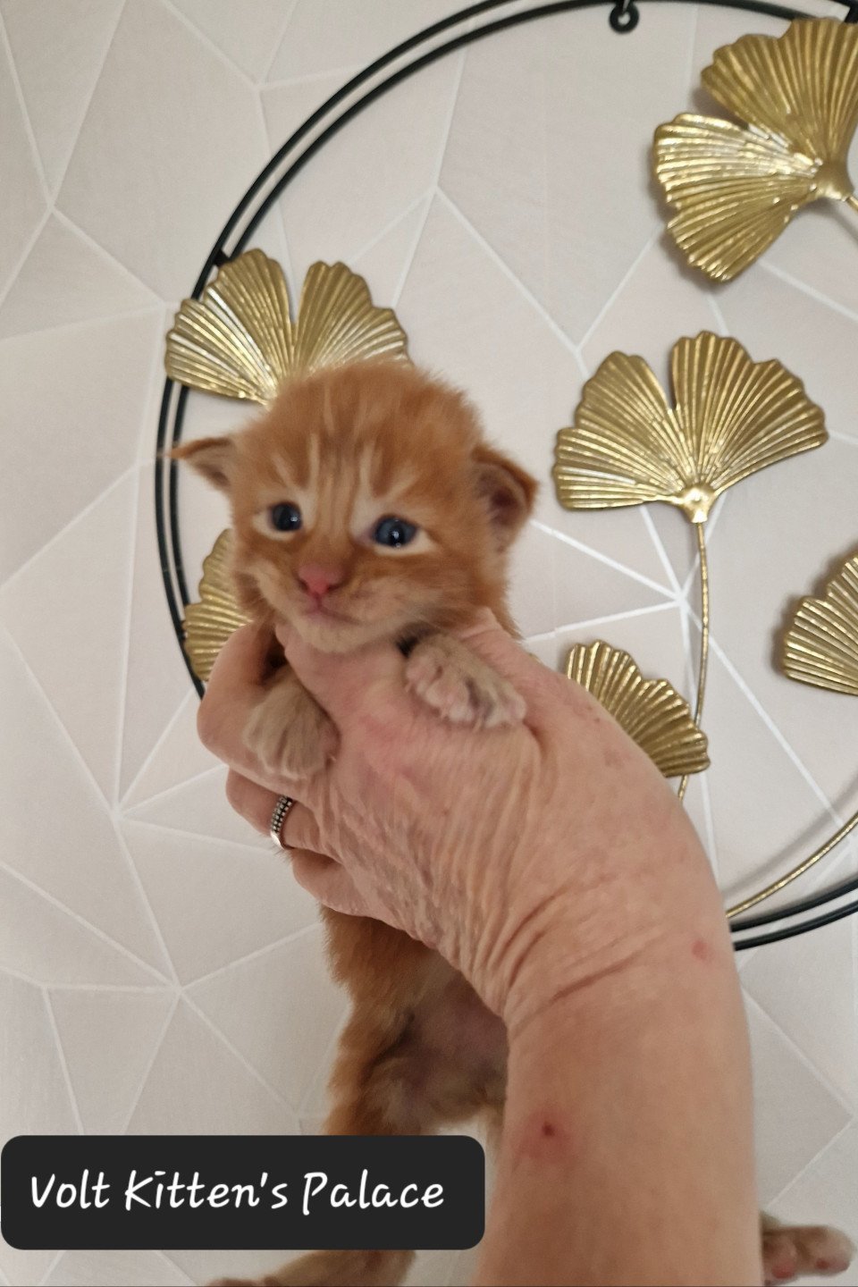 chaton Maine coon red tabby Option Volt Chatterie Kitten's Palace Elevage de Maine Coon