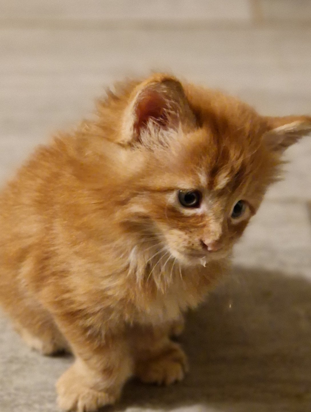 chaton Maine coon red Volt Chatterie Kitten's Palace Elevage de Maine Coon