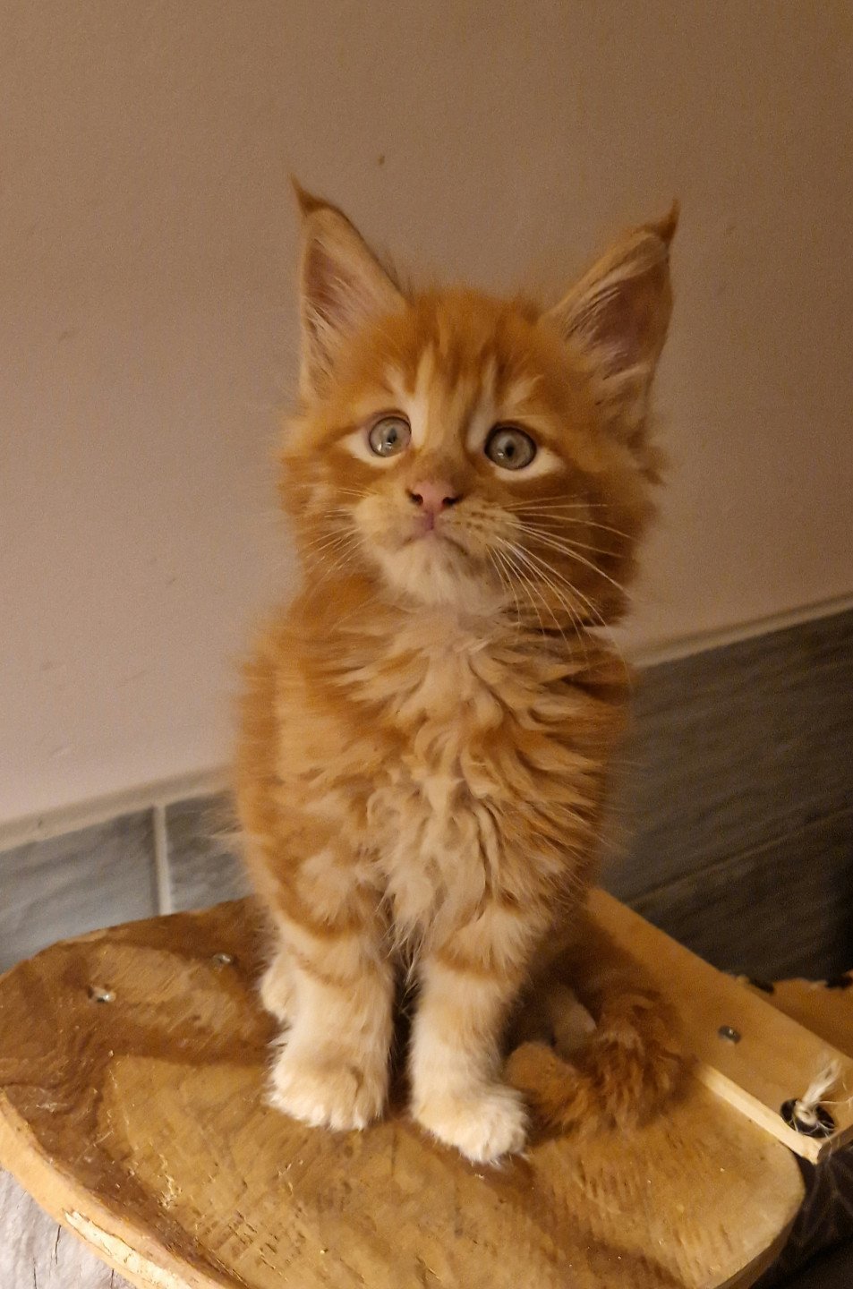 chaton Maine coon red Volt Chatterie Kitten's Palace Elevage de Maine Coon