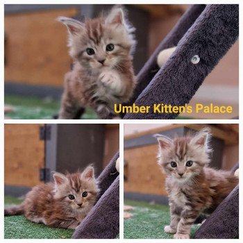 chaton Maine coon black silver blotched tabby Umber Chatterie Kitten's Palace Elevage de Maine Coon
