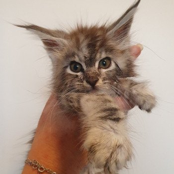 chaton Maine coon black silver blotched tabby Umber Chatterie Kitten's Palace Elevage de Maine Coon