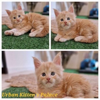 chaton Maine coon red silver blotched tabby Urban Chatterie Kitten's Palace Elevage de Maine Coon