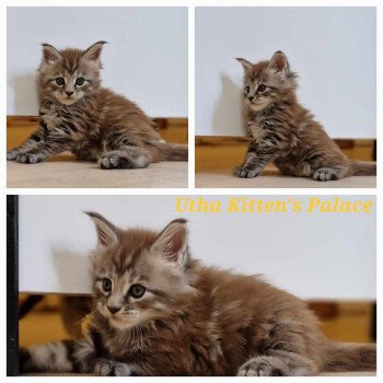 chaton Maine coon black silver blotched tabby Utha Chatterie Kitten's Palace Elevage de Maine Coon