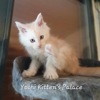 chaton Maine coon red silver blotched tabby Yoshi Chatterie Kitten's Palace Elevage de Maine Coon
