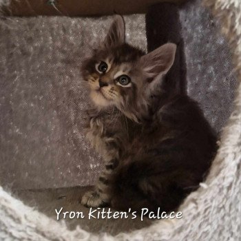 chaton Maine coon black silver blotched tabby Yron Chatterie Kitten's Palace Elevage de Maine Coon