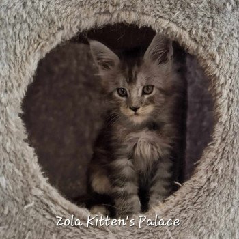 chaton Maine coon black silver blotched tabby Zola Chatterie Kitten's Palace Elevage de Maine Coon