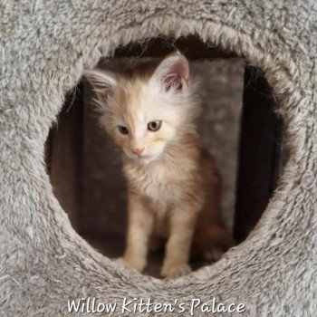 chaton Maine coon red silver blotched tabby Willow Chatterie Kitten's Palace Elevage de Maine Coon