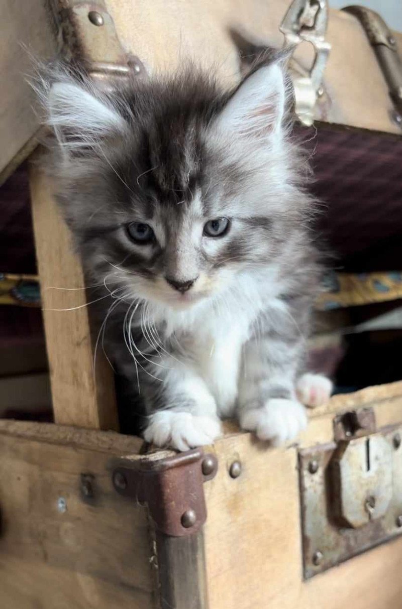 Wally Kitten's Palace Mâle Maine coon