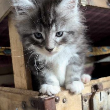 chaton Maine coon black silver blotched tabby Yuki Chatterie Kitten's Palace Elevage de Maine Coon