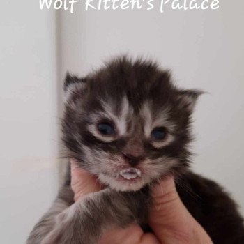 chaton Maine coon black silver blotched tabby Chatterie Kitten's Palace Elevage de Maine Coon