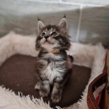 chaton Maine coon black silver blotched tabby Wilo Chatterie Kitten's Palace Elevage de Maine Coon