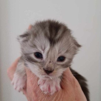 chaton Maine coon black silver blotched tabby Chatterie Kitten's Palace Elevage de Maine Coon