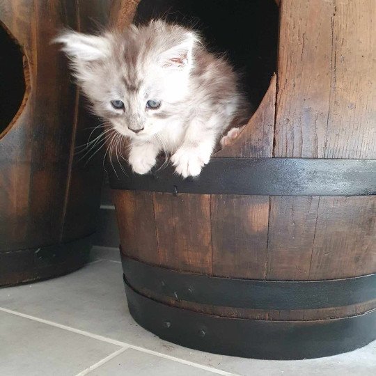 Yuki Kitten's Palace Mâle Maine coon