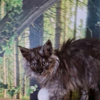 chaton Maine coon black smoke Yumi Chatterie Kitten's Palace Elevage de Maine Coon