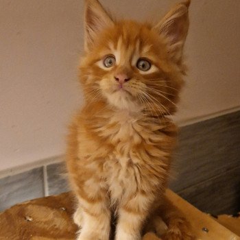 chaton Maine coon red Volt Chatterie Kitten's Palace Elevage de Maine Coon