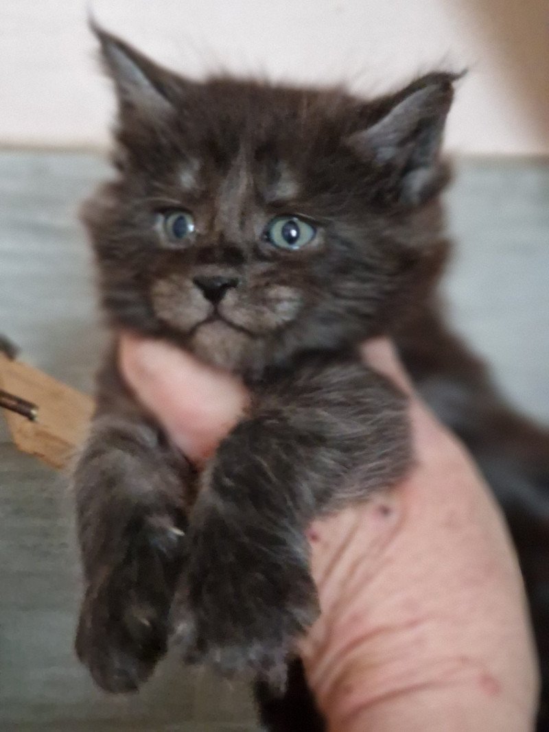 Zéphyr Kitten's Palace Mâle Maine coon