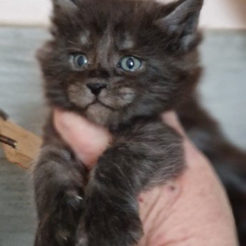 chaton Maine coon black Zéphyr Chatterie Kitten's Palace Elevage de Maine Coon