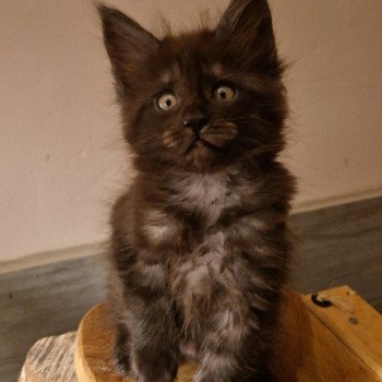 chaton Maine coon black Ziggy Chatterie Kitten's Palace Elevage de Maine Coon