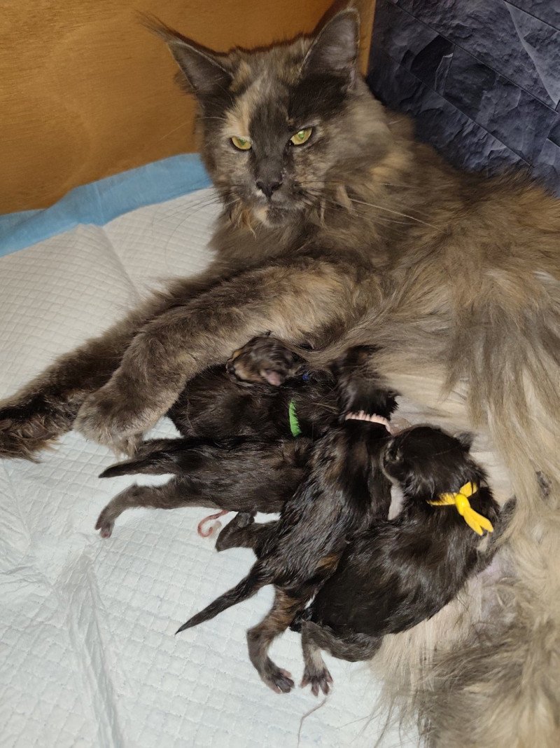 A Kitten's Palace Non défini Maine coon A Kitten's Palace Non défini Maine coon