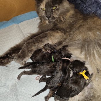 chaton Maine coon Chatterie Kitten's Palace Elevage de Maine Coon chaton Maine coon Chatterie Kitten's Palace Elevage de Maine Coon