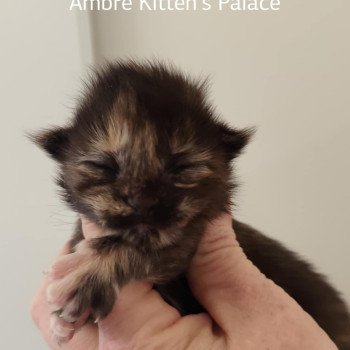 chaton Maine coon A Chatterie Kitten's Palace Elevage de Maine Coon