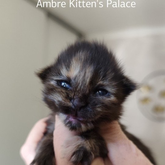 Ambre Kitten's Palace Femelle Maine coon