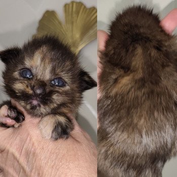chaton Maine coon black tortie Ambre Chatterie Kitten's Palace Elevage de Maine Coon