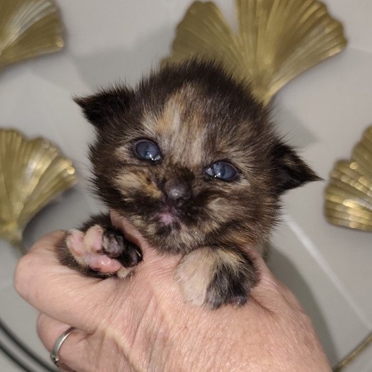 Ambre Kitten's Palace Femelle Maine coon