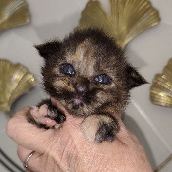 chaton Maine coon black tortie Ambre Chatterie Kitten's Palace Elevage de Maine Coon