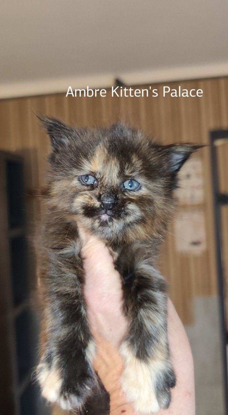 Ambre Kitten's Palace Femelle Maine coon