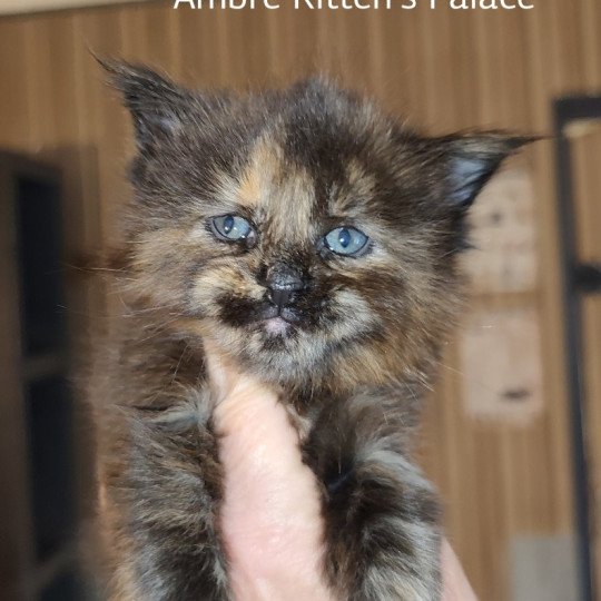Ambre Kitten's Palace Femelle Maine coon