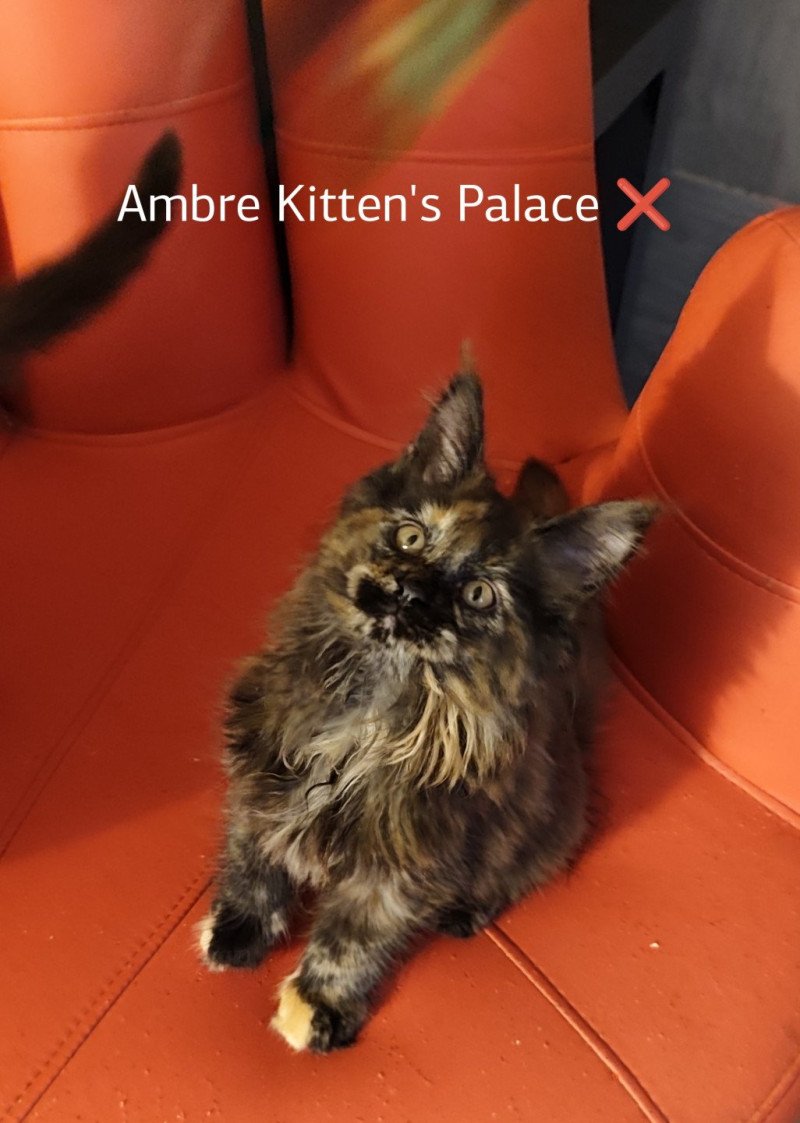 Ambre Kitten's Palace Femelle Maine coon