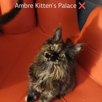 chaton Maine coon black tortie Ambre Chatterie Kitten's Palace Elevage de Maine Coon