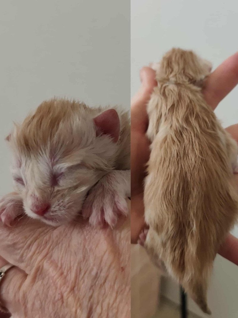 4e chaton (Portée Uranus ❤ Urban) - Mâle red smoke Mâle Maine coon 4e chaton (Portée Uranus ❤ Urban) - Mâle red smoke Mâle Maine coon