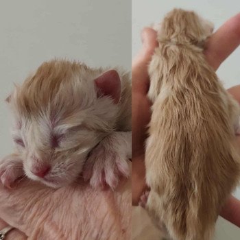 chaton Maine coon red smoke Chatterie Kitten's Palace Elevage de Maine Coon chaton Maine coon red smoke Chatterie Kitten's Palace Elevage de Maine Coon