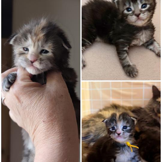 3 femelles Kitten's Palace Femelle Maine coon
