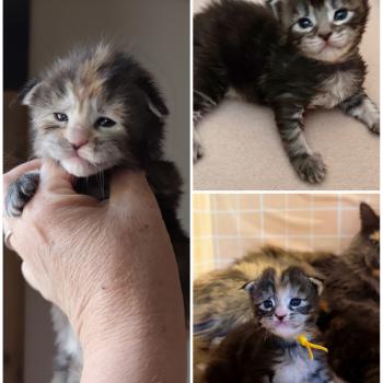 chaton Maine coon 3 femelles Chatterie Kitten's Palace Elevage de Maine Coon
