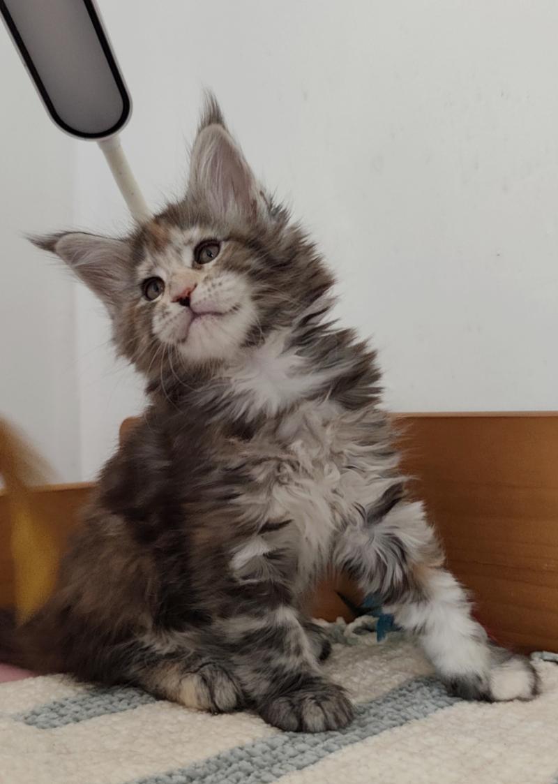 Berylle Kitten's Palace Femelle Maine coon