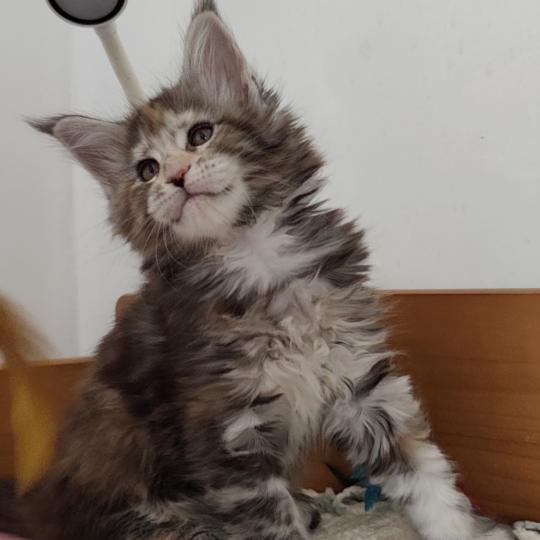 Berylle Kitten's Palace Femelle Maine coon