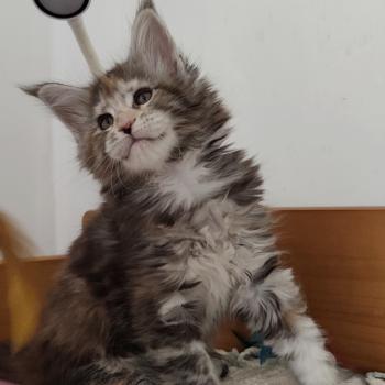 chaton Maine coon black tortie Berylle Chatterie Kitten's Palace Elevage de Maine Coon