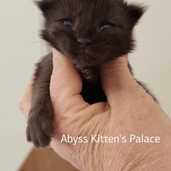 chaton Maine coon A Chatterie Kitten's Palace Elevage de Maine Coon
