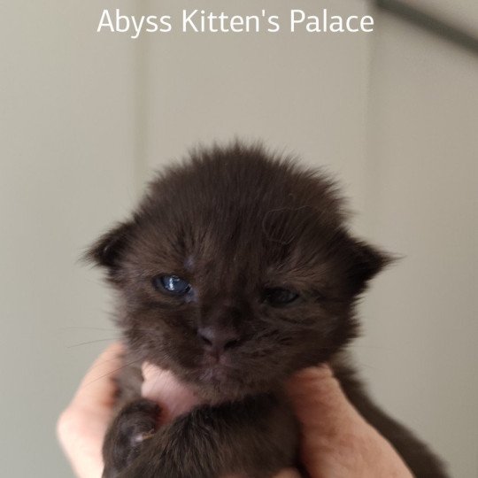 Abyss Kitten's Palace Femelle Maine coon