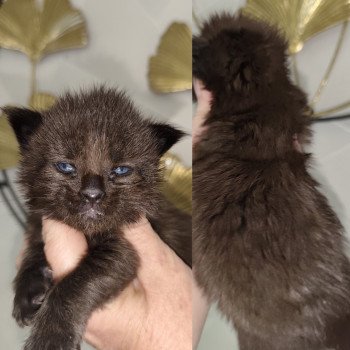 chaton Maine coon black Abyss Chatterie Kitten's Palace Elevage de Maine Coon