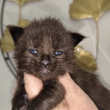 chaton Maine coon black Abyss Chatterie Kitten's Palace Elevage de Maine Coon