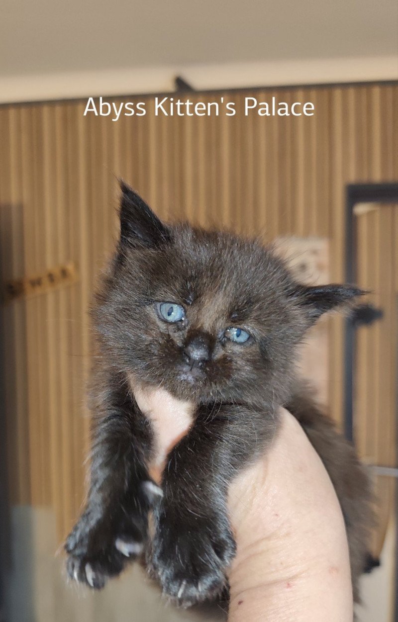 Abyss Kitten's Palace Femelle Maine coon