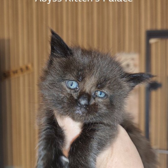 Abyss Kitten's Palace Femelle Maine coon