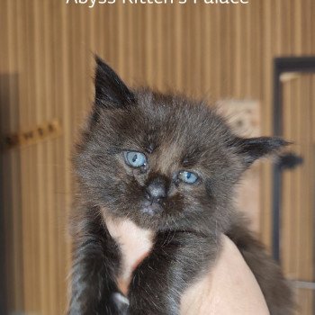 chaton Maine coon black Abyss Chatterie Kitten's Palace Elevage de Maine Coon