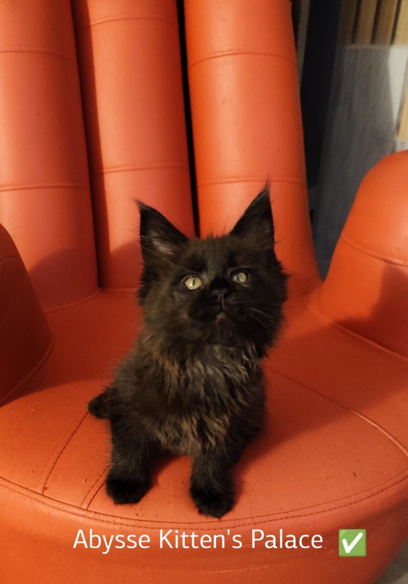 Abyss Kitten's Palace Femelle Maine coon